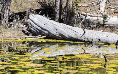 A dead tree reflected in the spring fed Alpine Pond in Cedar Breaks National Monument