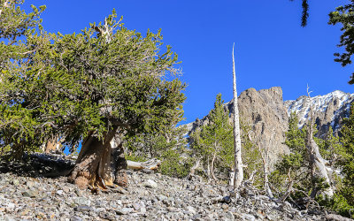 View along the Bristlecone Trail in Great Basin National Park