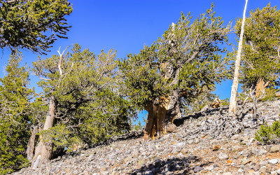 Bristlecone Pines along the Bristlecone Trail in Great Basin National Park