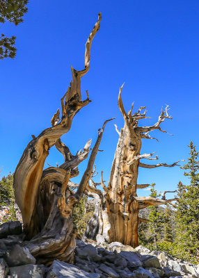 Dead Bristlecone Pines along the Bristlecone Trail in Great Basin National Park