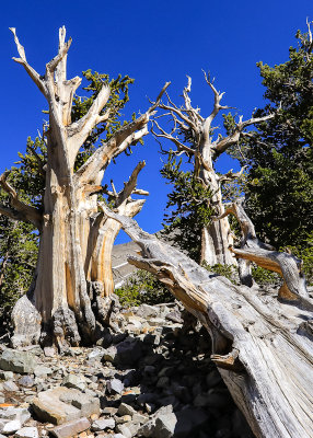 Two live Bristlecone Pines with a 3000 year old remnant at their feet in Great Basin National Park