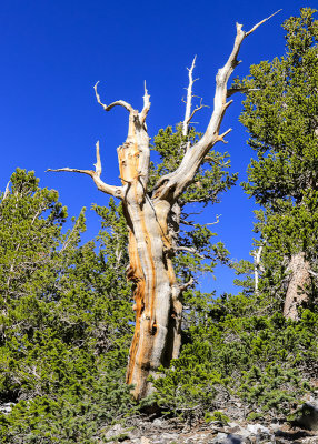 Live Bristlecone Pine along the Bristlecone Trail in Great Basin National Park