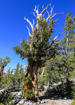 A live Bristlecone Pine along the Bristlecone Trail in Great Basin National Park