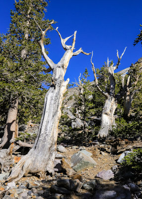 The Bristlecone Pine Grove along the Bristlecone Trail in Great Basin National Park