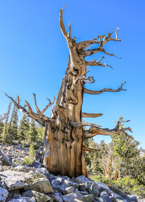 A dead Bristlecone Pine along the Bristlecone Trail in Great Basin National Park