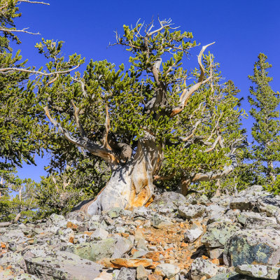 A vibrant Bristlecone Pine along the Bristlecone Trail in Great Basin National Park