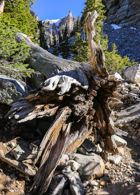 Uprooted tree stump along the Bristlecone Trail in Great Basin National Park
