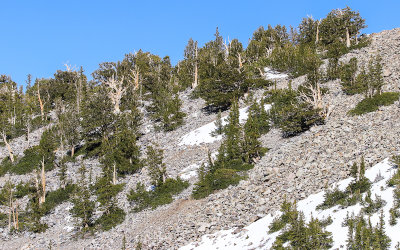The Bristlecone Pine Grove along the Bristlecone Trail in Great Basin National Park