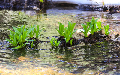 Spring plants sprout in a mountain stream next to the Alpine Lakes Trail in Great Basin National Park