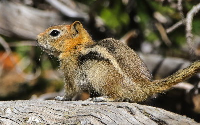 Chipmunk pauses on a log along the Alpine Lakes Trail in Great Basin National Park