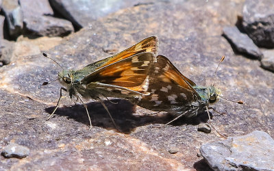 Moths usher in spring along the Alpine Lakes Trail in Great Basin National Park