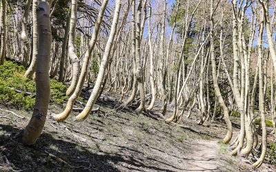 Twisted Aspen Grove along the Alpine Lakes Trail in Great Basin National Park