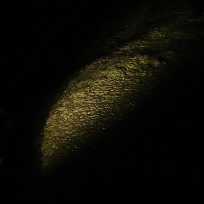 Wet flowstone in Timpanogos Cave National Monument