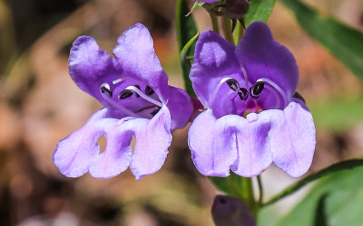 Flowers along the trail in Timpanogos Cave National Monument