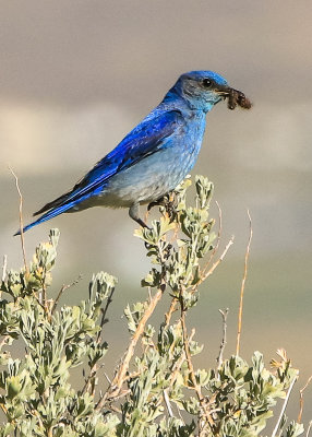 Blue Bird with a caterpillar on sagebrush in Fossil Butte National Monument