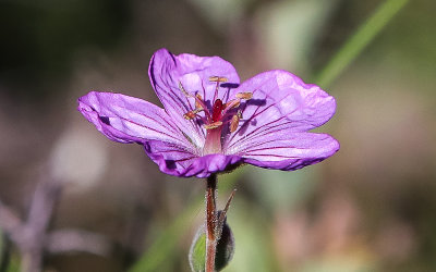 Flower in full bloom in Fossil Butte National Monument