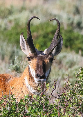 Getting watched by a Pronghorn Antelope in Fossil Butte National Monument