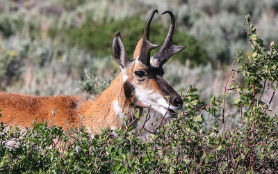 Pronghorn Antelope feasting on sagebrush in Fossil Butte National Monument