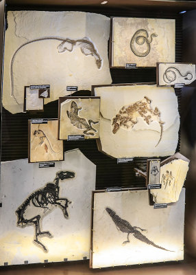 Fossil specimens in Fossil Butte National Monument