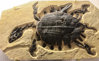 Fossilized turtle cast in Fossil Butte National Monument