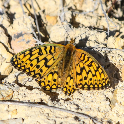 Butterfly on the ground in Fossil Butte National Monument