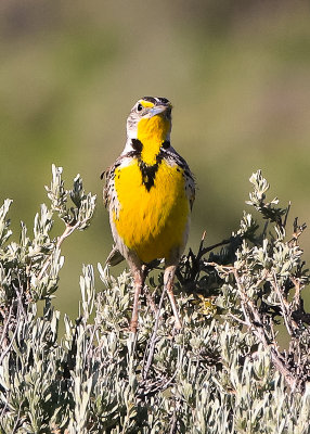 Meadowlark on sagebrush in Fossil Butte National Monument