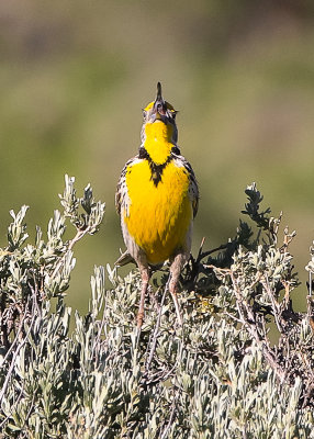 A Meadowlark bursts into song in Fossil Butte National Monument