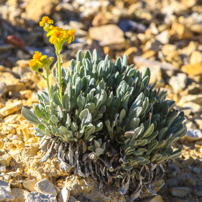 Flowering plant along the Nature Trail in Fossil Butte National Monument
