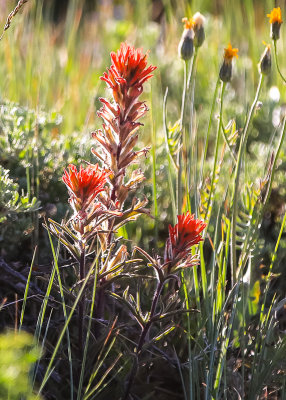 Indian Paintbrush on the prairie along the Nature Trail in Fossil Butte National Monument