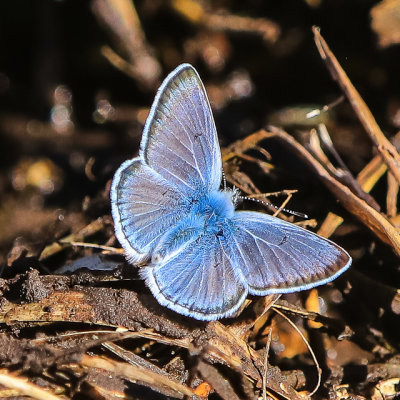Blue Butterfly along the Nature Trail in Fossil Butte National Monument