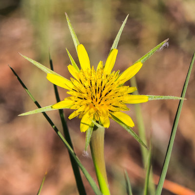 Flower along the Nature Trail in Fossil Butte National Monument