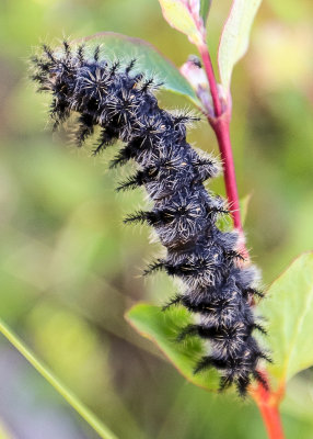 Caterpillar along the Historic Quarry Trail in Fossil Butte National Monument