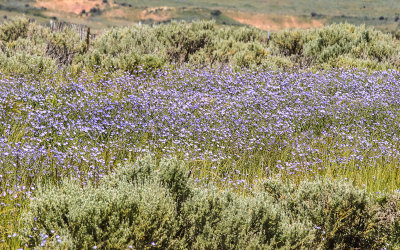 Field of blooming flowers in Fossil Butte National Monument