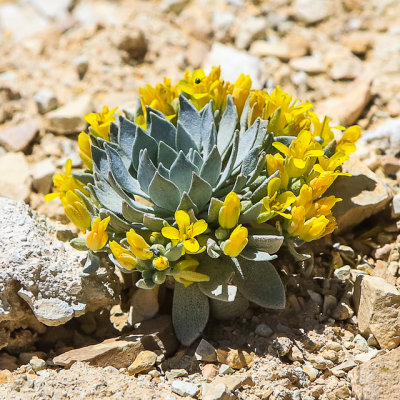 Flowering plant along the Cundick Ridge Road Trail in Fossil Butte National Monument