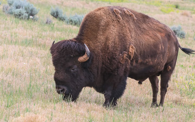 Bison grazing on the prairie in Hot Springs State Park