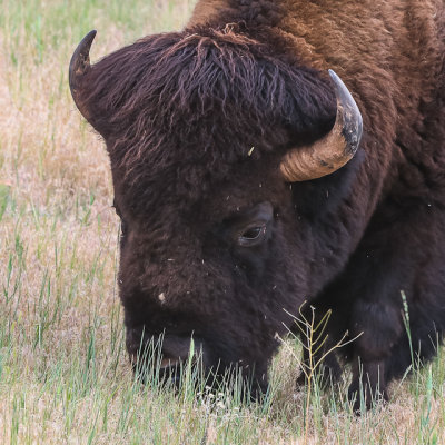 Close up of a grazing bison in Hot Springs State Park