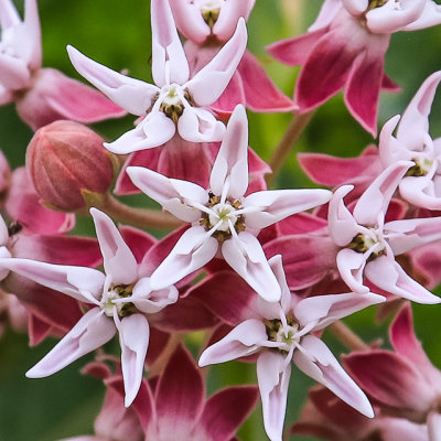 Flowers near the White Sulphur Spring in Hot Springs State Park