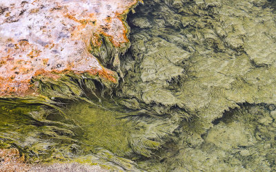 Algae streamers in the hot spring water in Hot Springs State Park