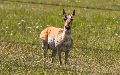 Young male Pronghorn Antelope through a barbed wire fence in Bighorn Canyon National Recreation Area - North