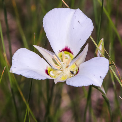 Flower booming in Pompeys Pillar National Monument