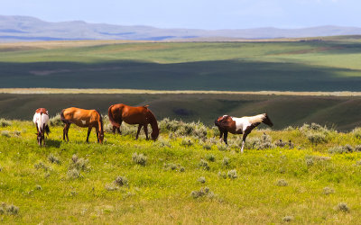 Horses grazing on a hill in Little Bighorn Battlefield National Monument