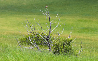 Dead tree with a perched Meadowlark on the Reno-Benteen Battlefield in Little Bighorn Battlefield National Monument