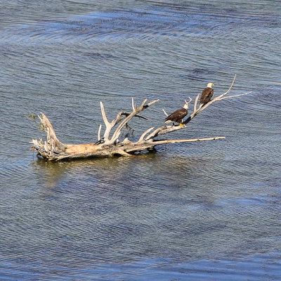 A pair of Bald Eagles perched on a dead tree in the Snake River in Hagerman Fossil Beds National Monument