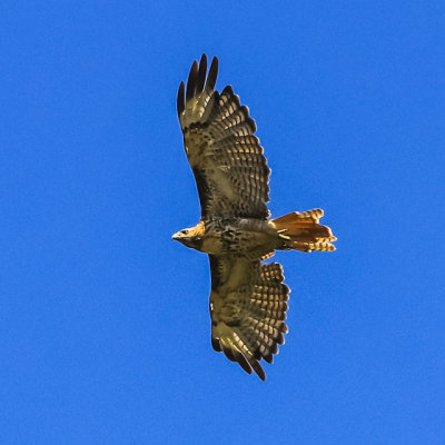 A Golden Eagle soars overhead in Hagerman Fossil Beds National Monument