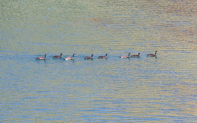 Geese in the Snake River in Hagerman Fossil Beds National Monument