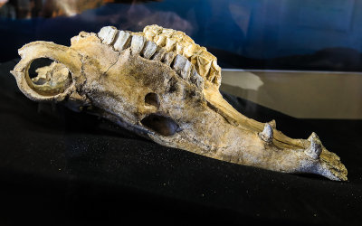 Camel lower jawbone found in Hagerman Fossil Beds National Monument