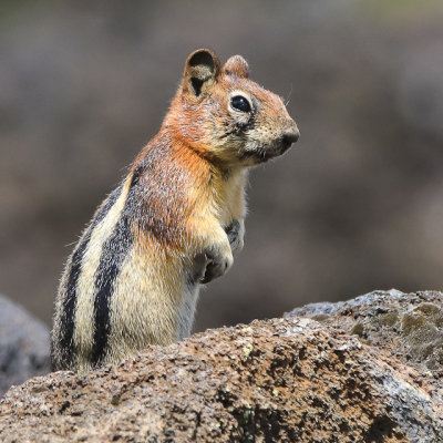 Chipmunk on lava rocks in Craters of the Moon National Monument