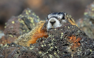 Yellow-Bellied Marmot on lava rocks in Craters of the Moon National Monument