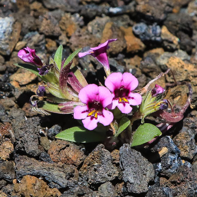 Monkeyflower along the Tree Molds Trail in Craters of the Moon National Monument