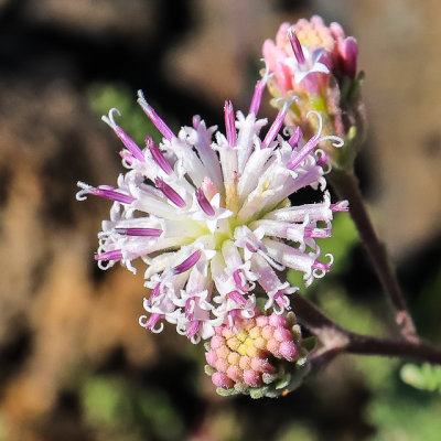 Flower in bloom along the North Crater Trail in Craters of the Moon National Monument